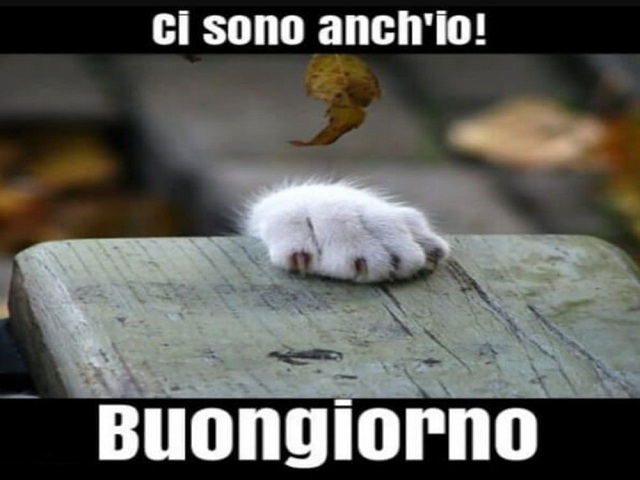 buongiorno divertenti gatto