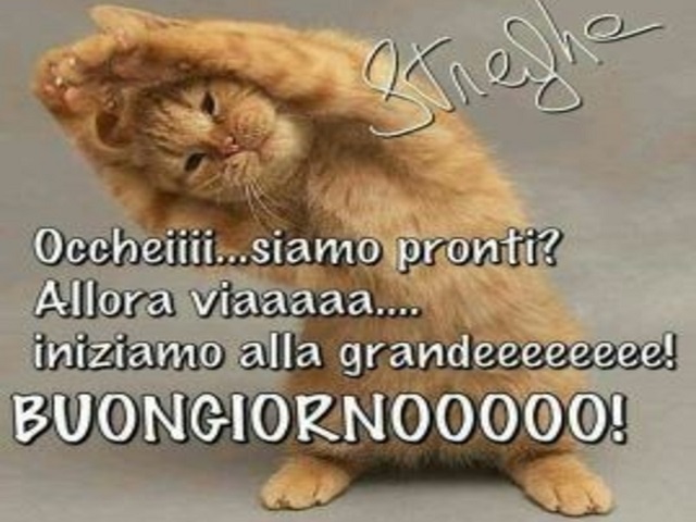 buongiorno divertenti immagini gatto