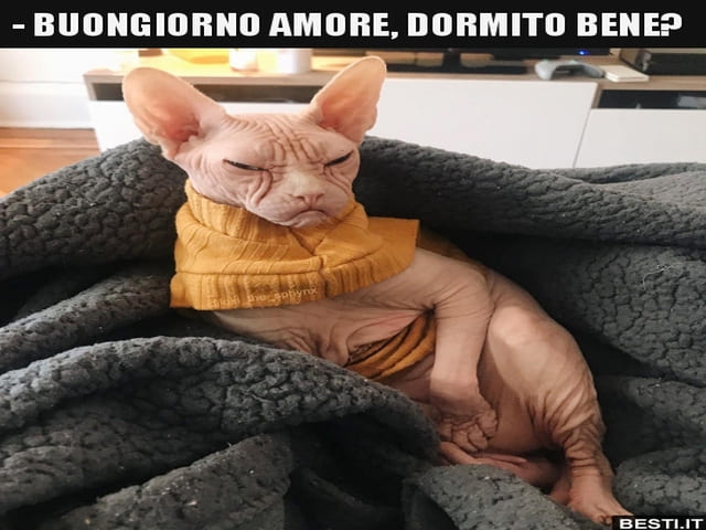 amore mio buongiorno divertente