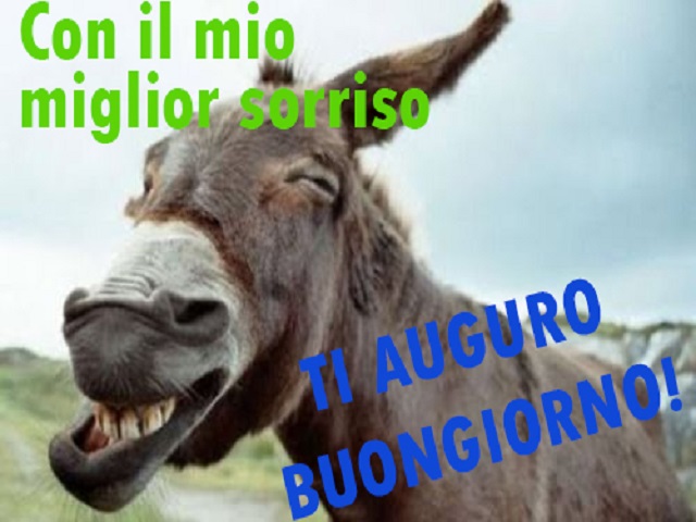 asino buongiorno divertent