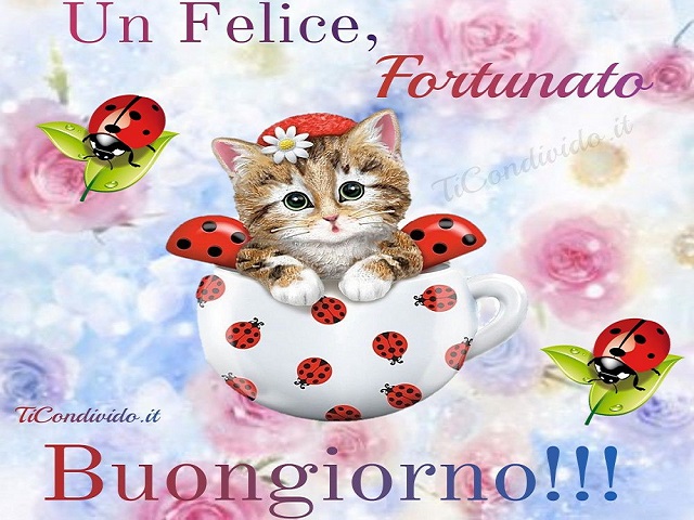 buongiorno gattino