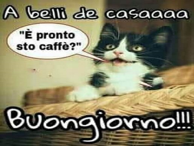 buongiorno gatto