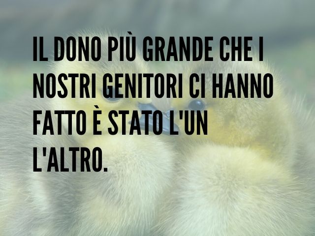 frasi fratelli