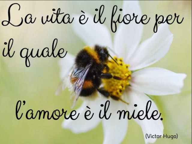 frasi sulla vita e amore