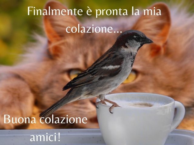 immagini colazione