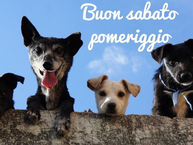 buon sabato pomeriggio divertente