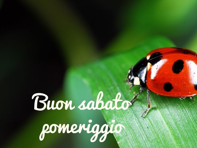 buon sabato pomeriggio immagini 