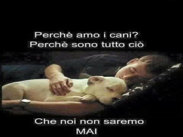 frasi sui cani immagini