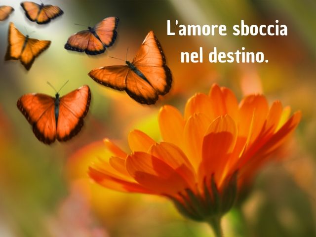 Immagini con frasi citazioni sul destino e sull'amore