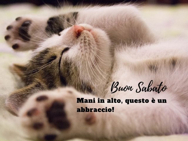 buon sabato gattini 