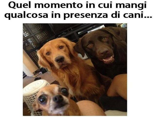 cani divertenti