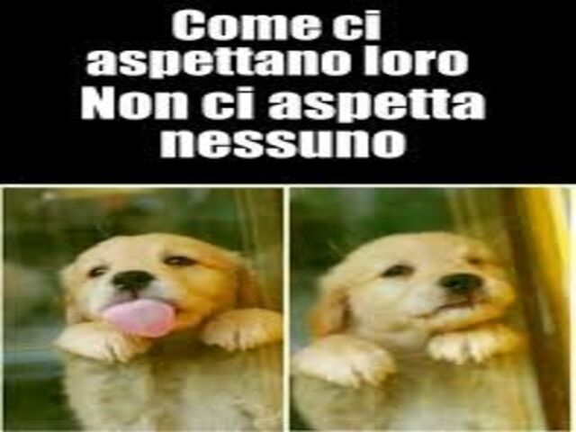 fedeltà cani