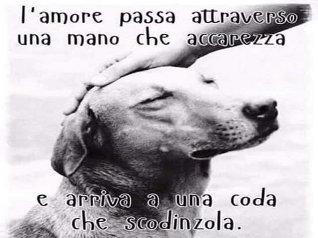 frasi belle sugli animali 2