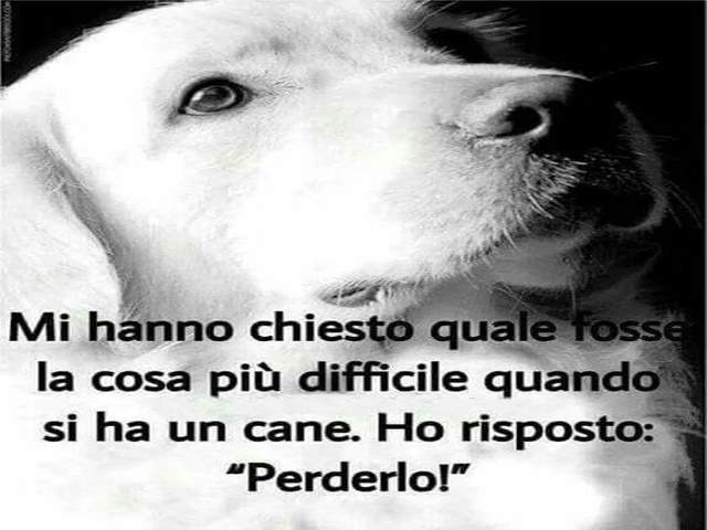 frasi belle sugli animali domestici