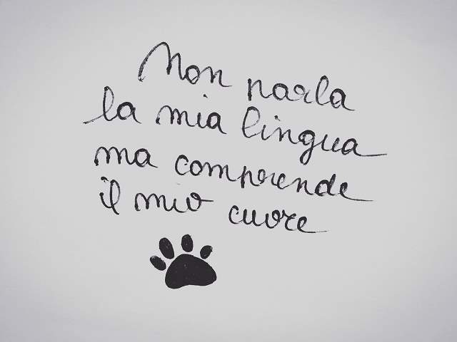 frasi belle sugli animali