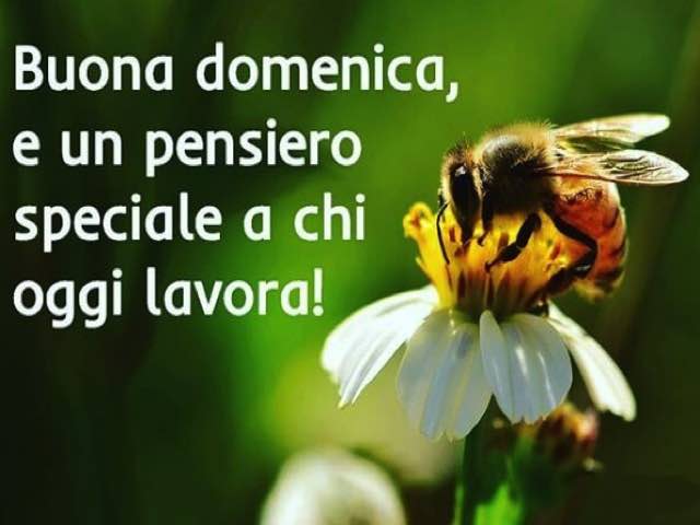 frasi buona domenica