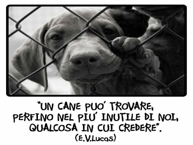 frasi cani