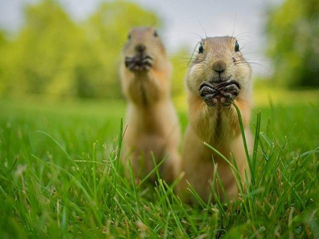 frasi celebri sugli animali