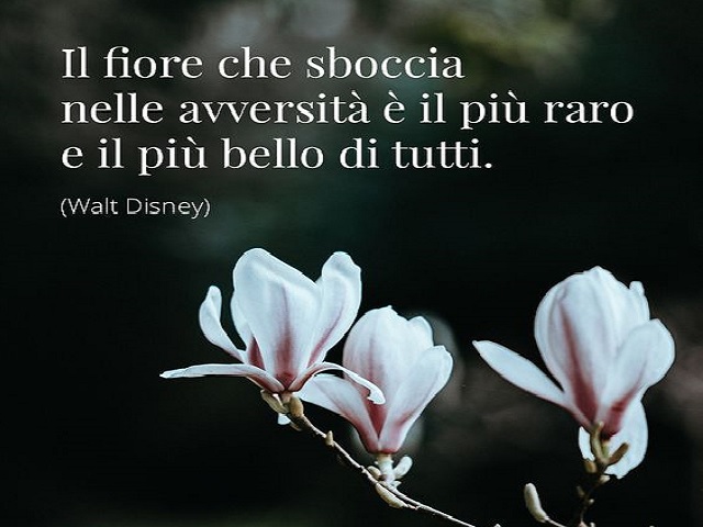 frasi con i fiori