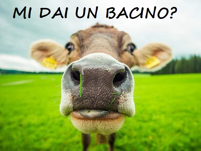 frasi divertenti sugli animali