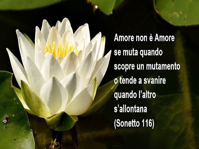 frasi fiori amore