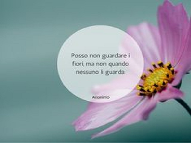 frasi fiori di loto