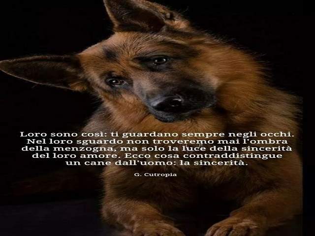 frasi sugli animali belle