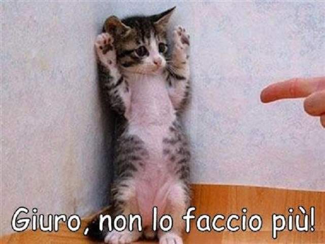 frasi sugli animali e l'uomo