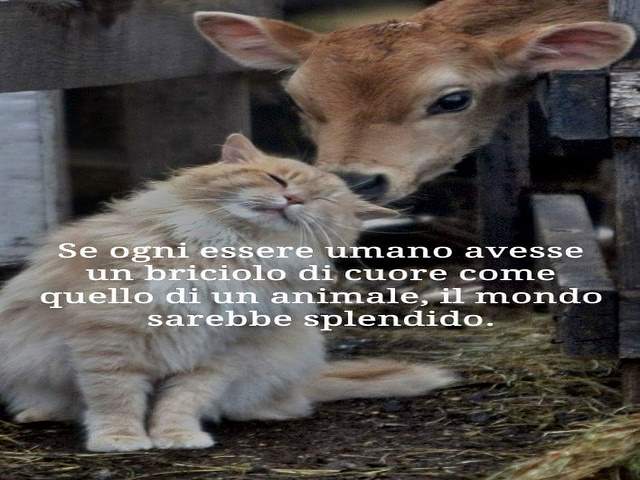 frasi sugli animali famose