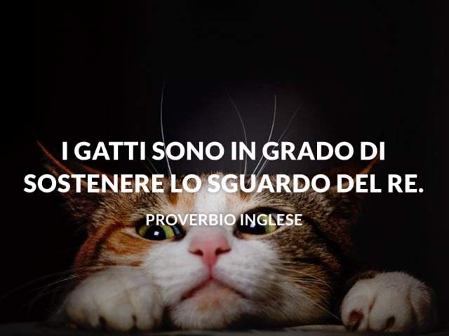 frasi sugli animali maltrattati