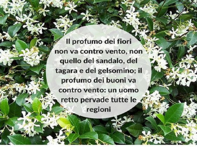 frasi sui fiori bianchi