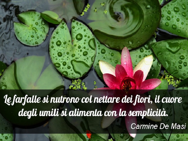 frasi sui fiori gialli