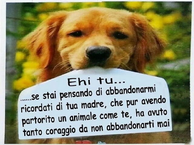 frasi sull'abbandono dei cani