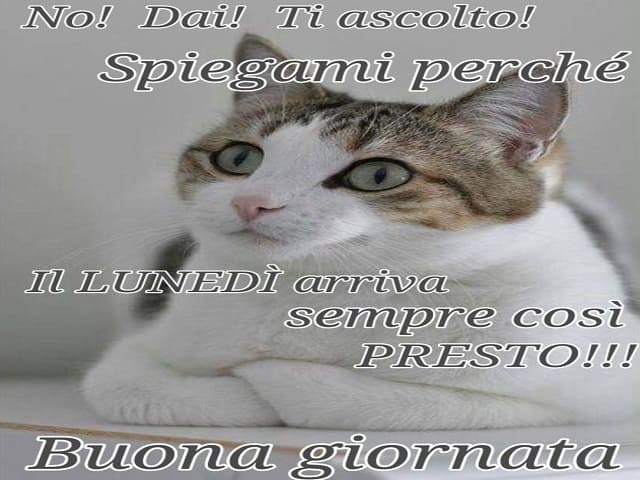 immagini divertenti buon lunedì