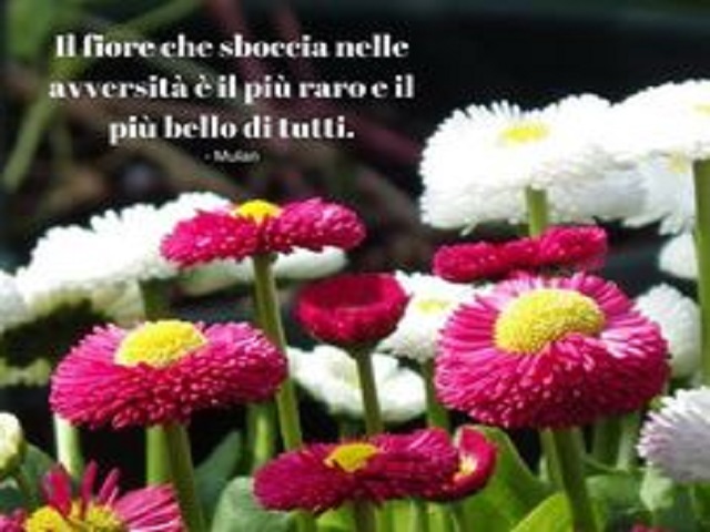 regalare fiori frasi