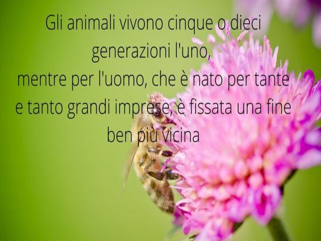 frasi belle seneca 