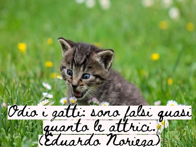 frasi belle sui gatti 1