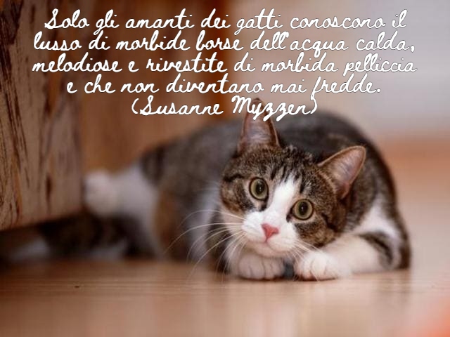 frasi belle sui gatti 2