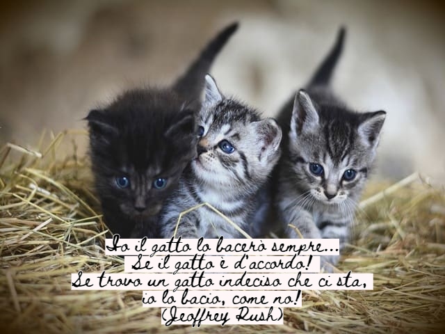 frasi belle sui gatti