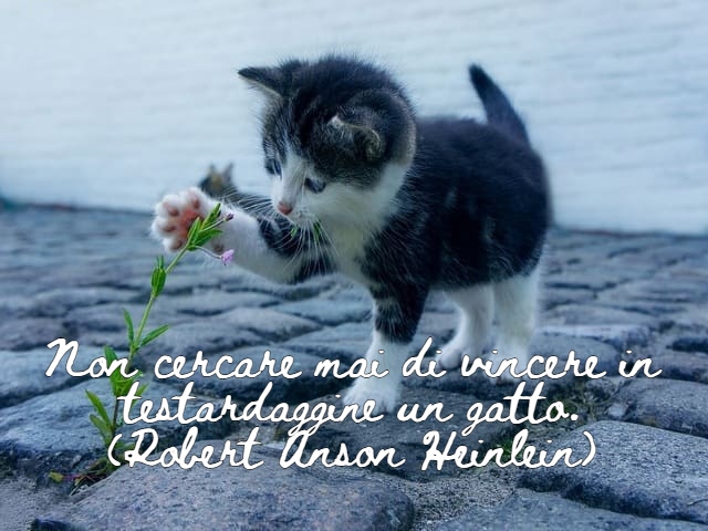 frasi famose sui gatti