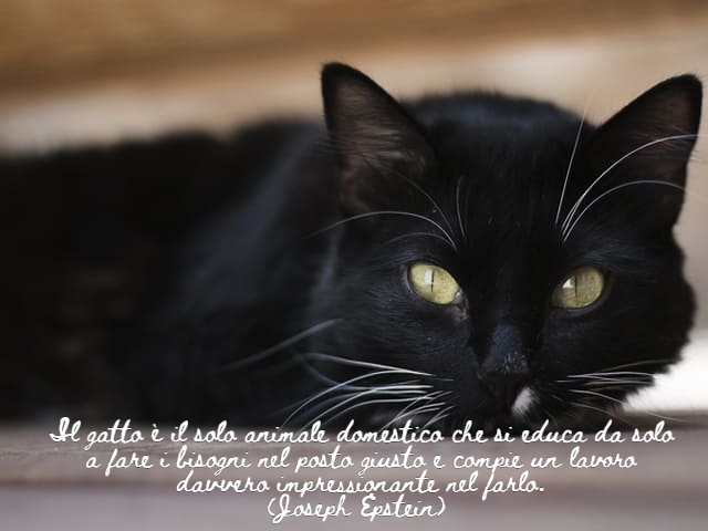 frasi per gatti 1