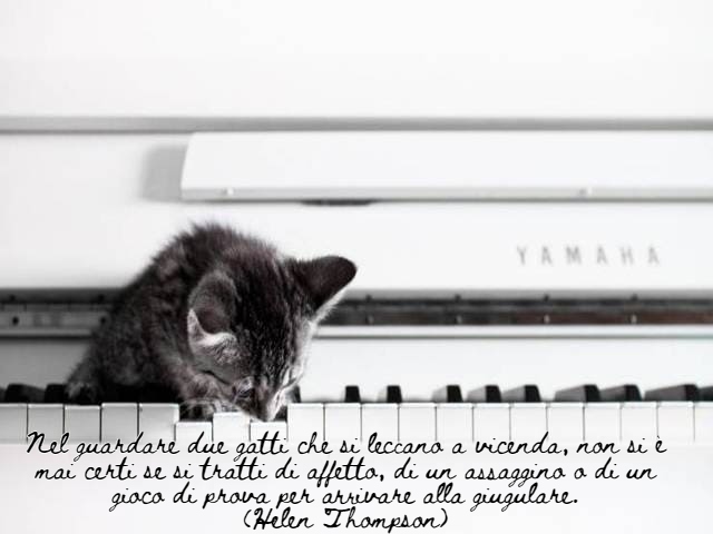 frasi per gatti