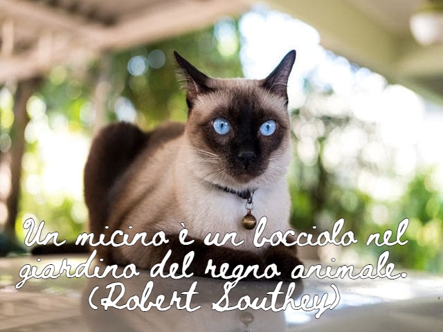 frasi sui gatti belle