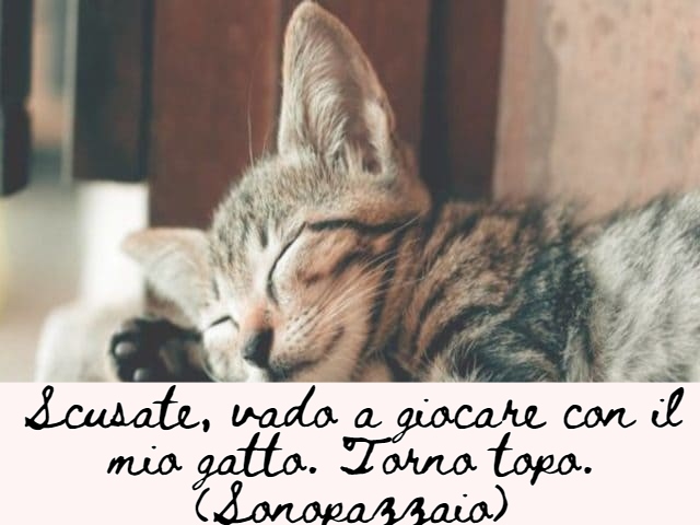 immagini di gatti divertenti con frasi 10