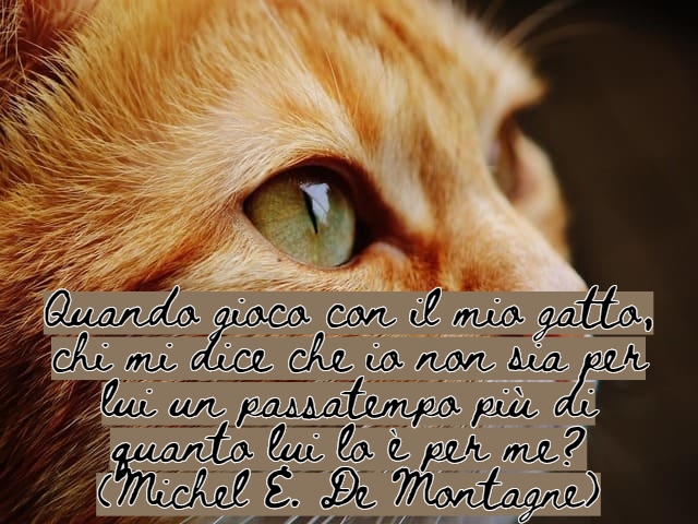 immagini di gatti divertenti con frasi 12