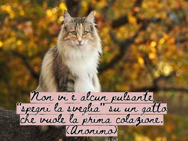 immagini di gatti divertenti con frasi 13