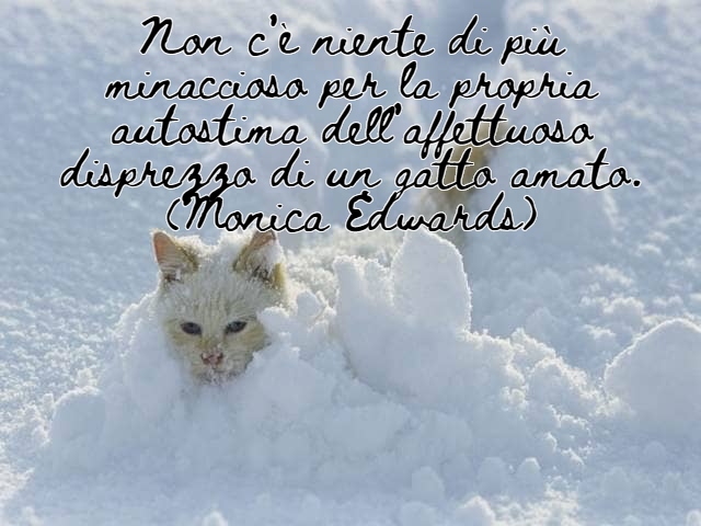 immagini di gatti divertenti con frasi 14