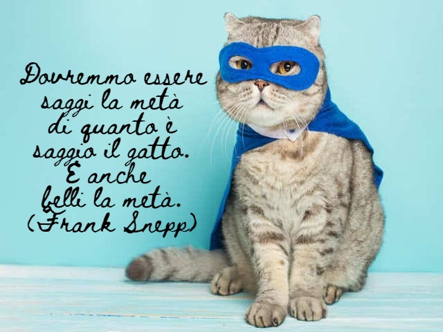 immagini di gatti divertenti con frasi 2