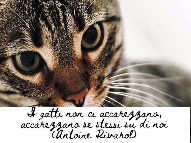 immagini di gatti divertenti con frasi 3