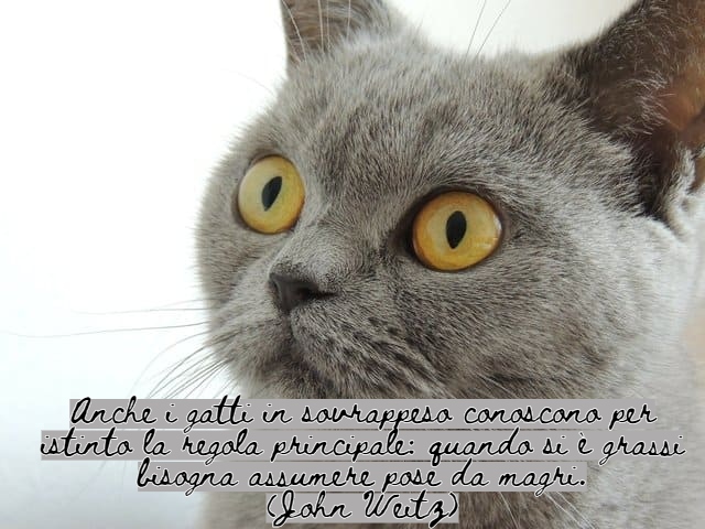 immagini di gatti divertenti con frasi 4